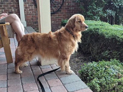Cloud K9 Academy Dog Training