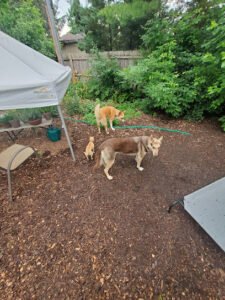 North Shore Dog Psychology