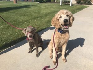 Freedom Dog Training Academy