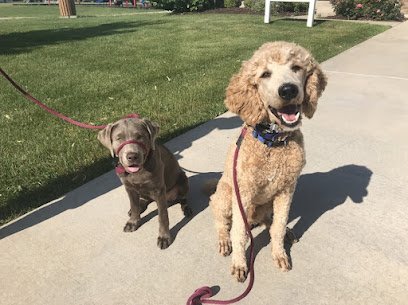 Freedom Dog Training Academy