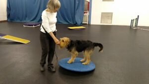 All Fours Dog Training