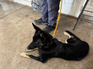 Sonya’s Good Dog Services LLC