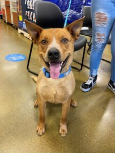 Granny Rose K-9 Enrichment Center