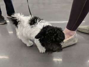 Canis Sapiens Dog Training
