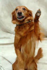 Robin’s Dog Stars