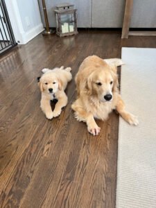 Dogs 4 Life Training and Wellness