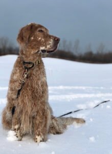 ROOT Dog Training