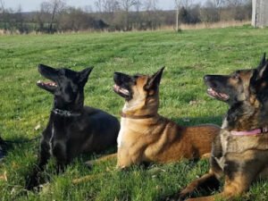 K9 Companions – Service Dog Training