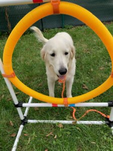 A Closer Bond Dog Training & Learning Center – Northwest Highway