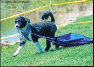 Happy Valley Dog Training Center