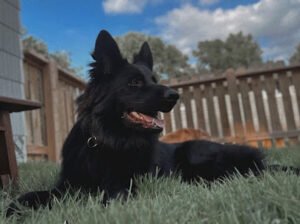 Perspective K9 Training