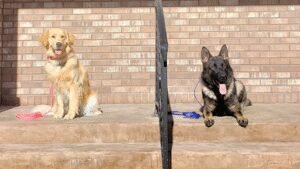 Classic Canine Conduct