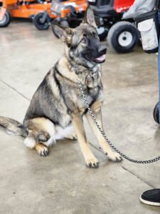 Solid Foundation Dog Training