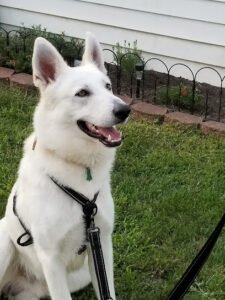 Happy Family Pets LLC