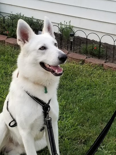 Happy Family Pets LLC