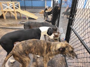 The Training Retreat by Barks and Recreation