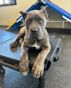 Top Tier K9 – Greenwood