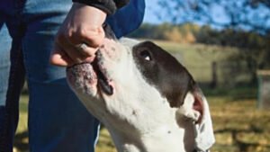 Dog Trainer College