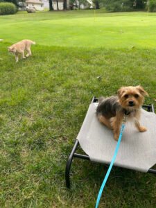 Mannered Mutts Training LLC