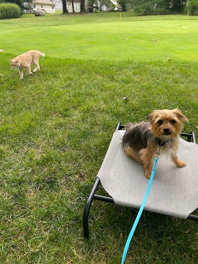 Mannered Mutts Training LLC