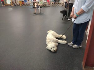Evansville Obedience Club