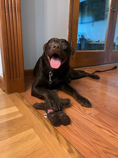 Mavis K9 Academy