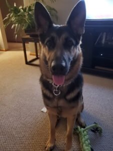 Mississinewa Valley Obedience