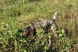 Shotgun Farm Bird Dog Training and German Shorthaired Pointers.