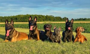 My Dog Trainer.com