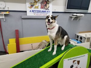 A Better Dog 4U