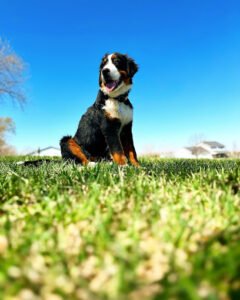 Serenity K9’s Training Center