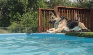 Poseidon’s K9 Island L.L.C.