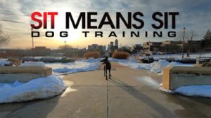 Sit Means Sit Dog Training Des Moines