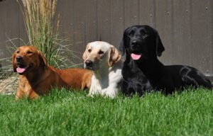 Stone Hollow Dog Training