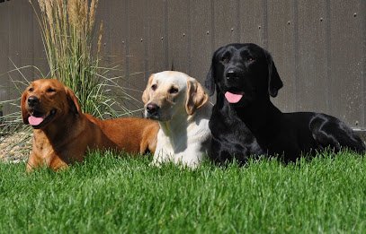 Stone Hollow Dog Training