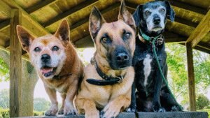 Karssen K9s, LLC