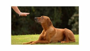 Kawa Farms K-9 Training