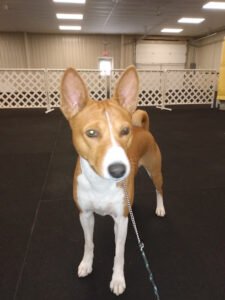 4 R K9’s Dog Training Club