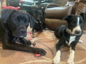 Beyond the Dog, LLC