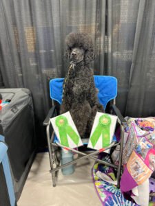 Classy K-9 Dog Training