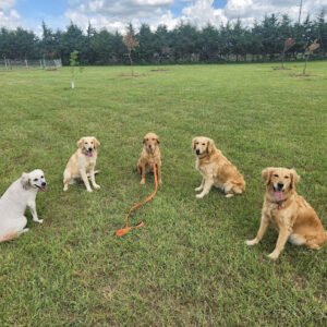 Best Canine Training LLC