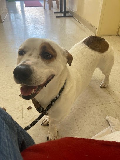 Pawsitive Results LLC