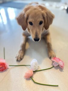 Behave Dog Training & Pet Boarding