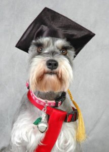 We Love Pets Training