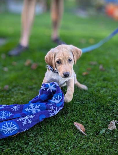 Wheatland Dog Center