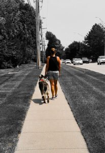 Who’s Walking Who KC Dog Training