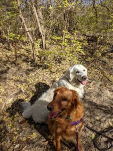 Pawsitive K9 Trainer