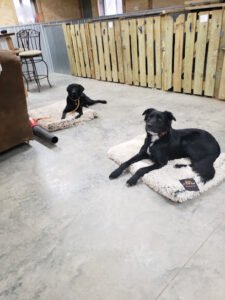 Mossy Kennels