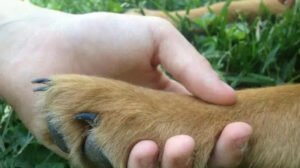 The Pet Connection