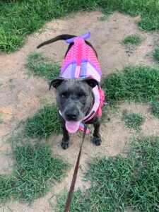 Family Dog Training & Behavioral Center, LLC